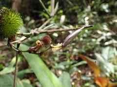 Hypselodelphys scandens