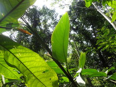 Hypselodelphys scandens