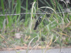 Sporophila crassirostris