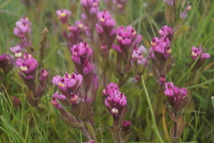 Castilleja ambigua humboldtiensis