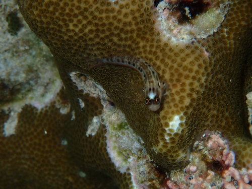 Smalleye coralblenny (Ecsenius paroculus) — Blenniidae — 2