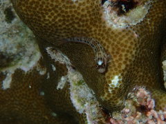 Ecsenius paroculus