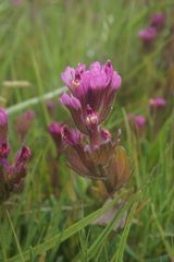 Castilleja ambigua humboldtiensis