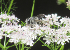 Megachilidae