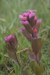 Castilleja ambigua humboldtiensis