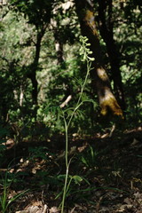 Delphinium macropogon
