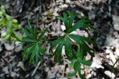 Delphinium macropogon