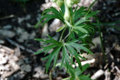 Delphinium macropogon