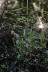 Veronica dillenii