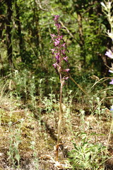 Himantoglossum formosum