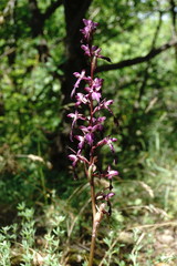Himantoglossum formosum