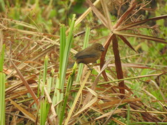 Sporophila crassirostris