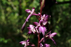 Himantoglossum formosum