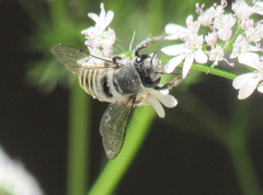 Megachilidae