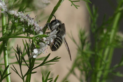 Megachilidae