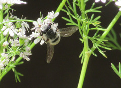 Megachilidae