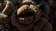 Aloinopsis luckhoffii