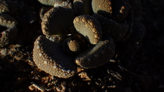 Aloinopsis luckhoffii