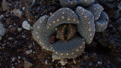 Aloinopsis luckhoffii