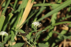 Tournefortia hartwegiana