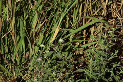 Tournefortia hartwegiana