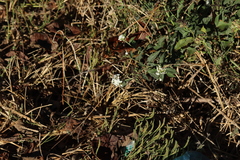 Tournefortia hartwegiana