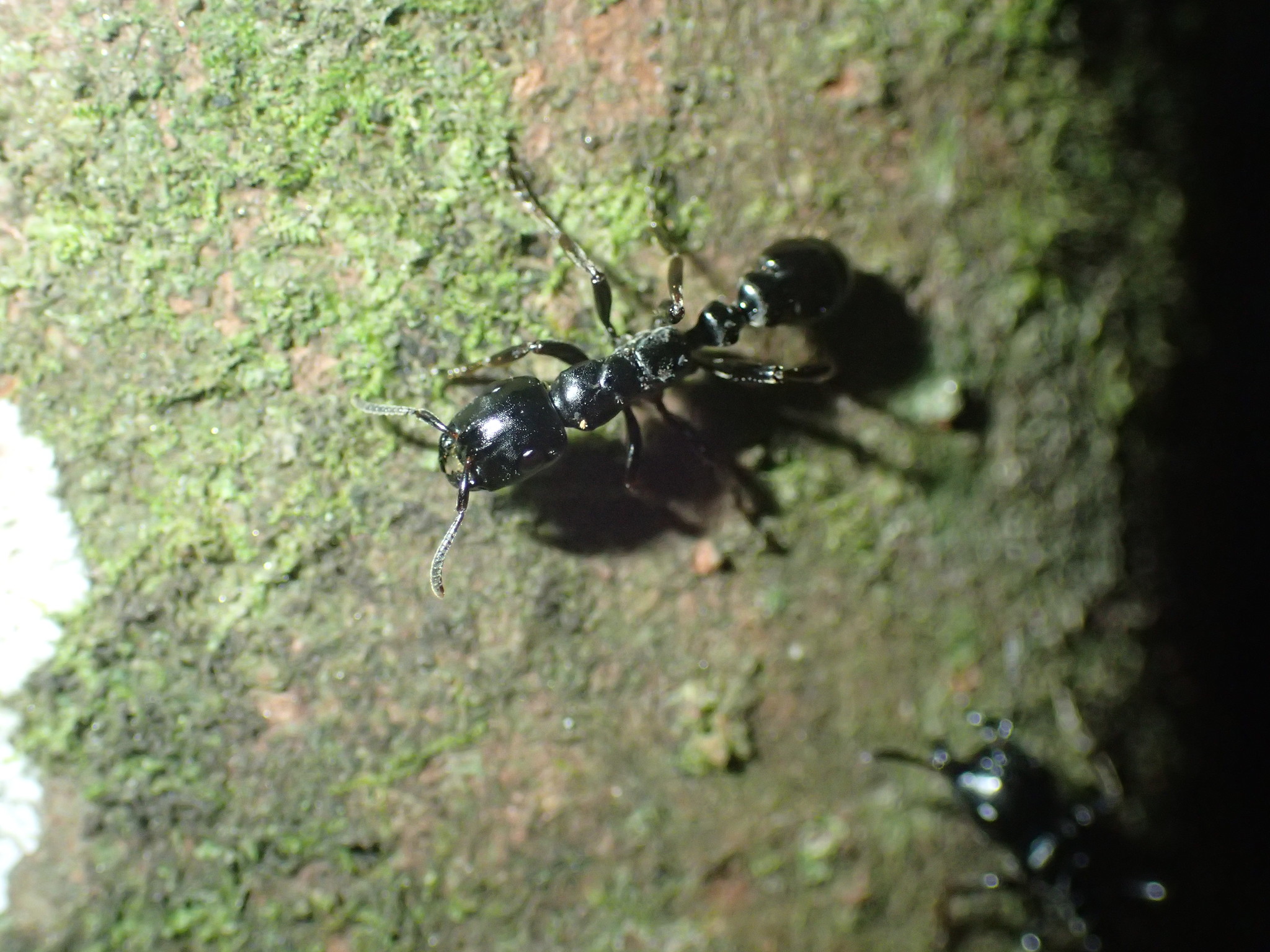 Tetraponera aethiops