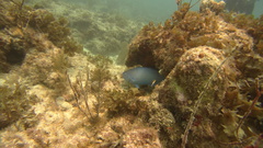 Scarus coeruleus
