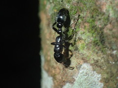 Tetraponera aethiops