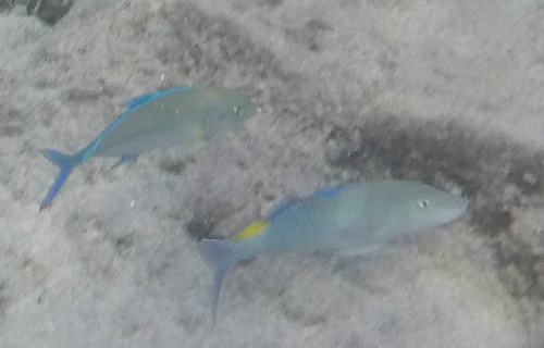 Parupeneus cyclostomus
