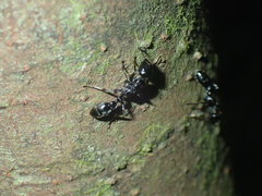 Tetraponera aethiops