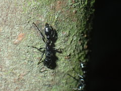 Tetraponera aethiops