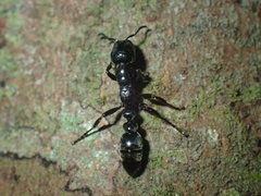 Tetraponera aethiops
