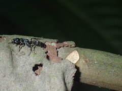 Tetraponera aethiops