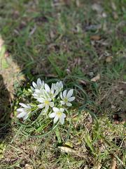 Ornithogalum orthophyllum