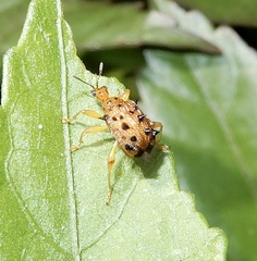 Hoplapoderus echinatus
