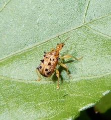 Hoplapoderus echinatus