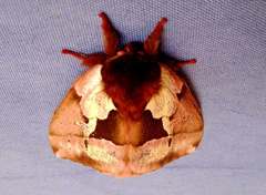 Dirphiopsis multicolor