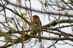 Erithacus rubecula