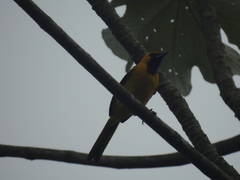 Icterus nigrogularis