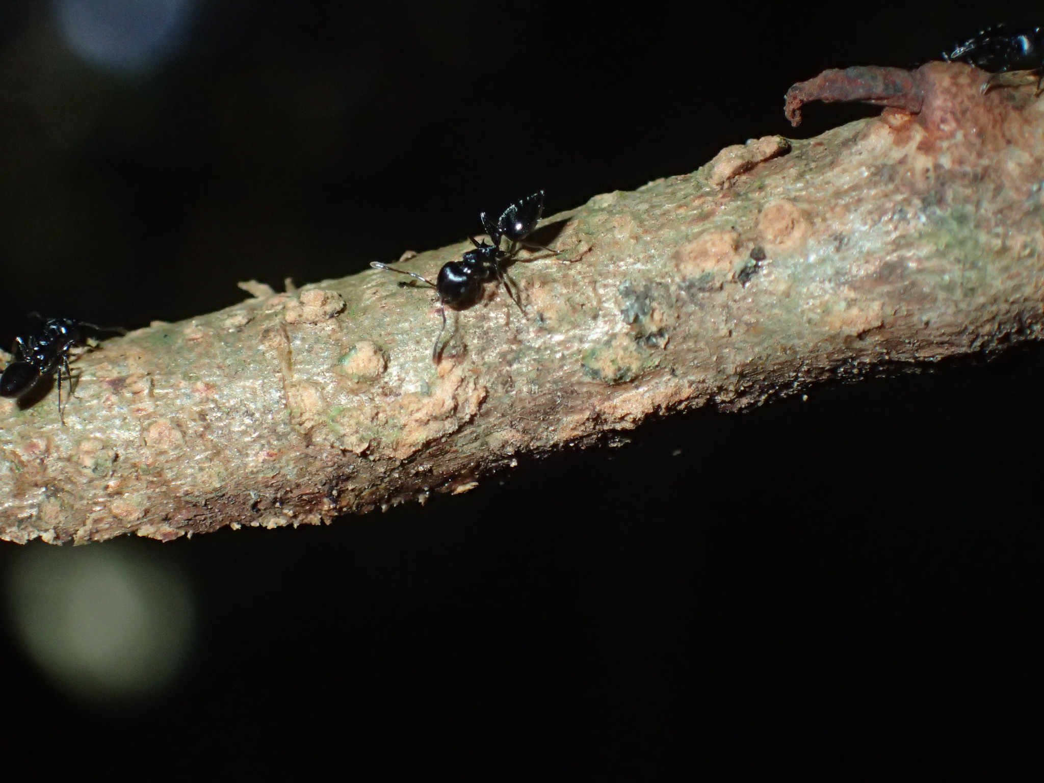 Crematogaster santschii