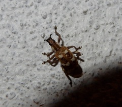 Myllocerus andrewesi