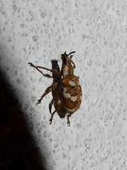 Myllocerus andrewesi