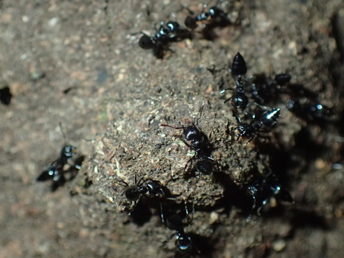 Crematogaster santschiiCrematogaster santschii