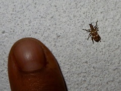 Myllocerus andrewesi