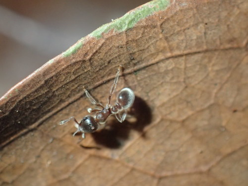 Tetramorium gabonenseTetramorium gabonense