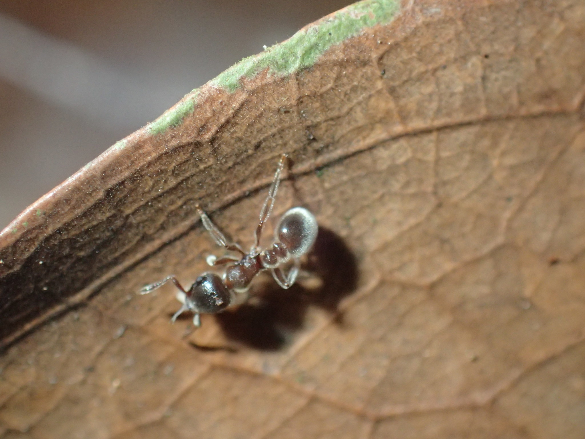 Tetramorium gabonense