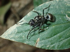 Polyrhachis militaris