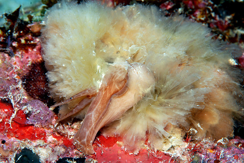 Gelagna succincta observed 2007-12-23