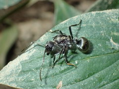 Polyrhachis militaris
